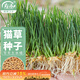 寿禾猫草种子水培小麦草麦苗盆栽芽苗菜种植 潍丰猫草种子50g约1000粒