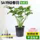 蓝桂圆春羽盆栽水培植物 客厅阳台绿植 大叶片高颜值 4棵+花瓶源头直发