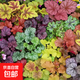 矾根盆栽花卉植物室内花苗四季常青观叶耐寒绿植庭院地被绿化花苗 矾根5棵(混色）