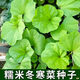 耘淘糯米冬寒菜种籽冬苋菜种子冬天菜种冬季籽种蔬菜青菜孑菜籽 糯米冬寒菜种子1包约1000粒 原装