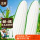 北蔬玉米种子苗白糯粘香大棒抗旱抗倒蔬菜籽 白玉糯909玉米种子100g