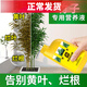 史丹利竹子专用营养液急救叶子发黄干尖干叶烂根促生长绿植家用复合肥料 竹子营养液500ml