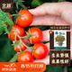 北蔬 矮生番茄种子苗蔬菜红珍珠小西红柿种籽 矮生盆栽红番茄种子50粒