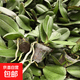精品蝴蝶兰花小苗批发基地包对版室内盆栽客厅绿植物花卉四季开花 6颗6个品种 带简易生产盆