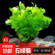疯狂水草绿菊水草植物鱼缸坨草造景增氧阴性水榕养鱼生态水培绿植 火山石绿菊1颗