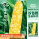寿禾 双色水果玉米种子苗黄白大棒春季蔬菜种籽 金辉甜505玉米种子30g