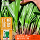 北蔬 紫根韭菜籽种子苗独根红宽叶蔬菜种籽 紫根韭菜种子10g约1800粒