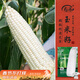 寿禾 白甜糯玉米种子苗超糯大棒蔬菜种籽 潍育密甜糯1号玉米种子150g 