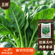 北蔬 菠菜种子大叶红根冬春耐寒四季蔬菜种籽 红根大叶菠菜种子50g