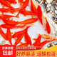 精品大锦鲤鱼活鱼纯种观赏鱼红白昭和大正介子好养耐活淡水鱼 4-6cm小草金一条【闯缸鱼】