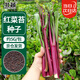 北蔬 红菜苔种子种苗菜心菜薹四季青菜蔬菜种籽 北蔬红菜苔种子5g