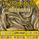 优质本地塘鲺鱼苗 三黄苗 土塘鲺 胡子苗 活体包邮 三黄塘鲺4-6厘米30条送10%防损