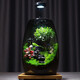 桌面苔藓微景观生态瓶盆栽创意办公室植物生态缸盆景植物摆件 黑神话悟空景观黄杨版+定时植物
