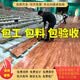 互力篮球馆运动木地板羽毛球馆枫桦木体育馆地板专业级防滑耐磨 A级单龙骨 平 1810mm（长）*63-85mm（宽）