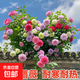 无刺多花蔷薇花苗爬藤攀援植物庭院浓香盆栽藤本月季特大花卉耐寒 5年2颗多花蔷薇【无刺蔷薇 当年开花】 不含盆