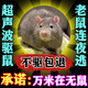 吓老鼠的神器太阳能充电仿猫叫驱鼠器超声波大功率黑科技室内可用 【堵鼠洞泥】三包装