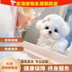 乐泡比熊混血幼犬小型茶杯犬飞耳比熊混血小体博美混血犬狗狗宠物狗 田园级 比熊混血犬 母