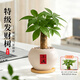 花翁发财树小盆栽绿植物室内客厅装饰中式盆景办公室桌面摆件源头直发