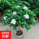 牡丹栀子花盆栽浓香型大花重瓣大叶独杆栀子花阳台四季花卉绿植 [大叶牡丹栀子花独杆60-70公分高][原土发 花期带花苞发货