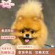 混血博美幼犬活物犬纯白聪明小体宠物狗真狗茶杯犬超萌 混血级 博美混血+公
