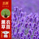 北蔬薰衣草苗四季阳台庭院盆栽带土秧苗 法国薰衣草苗5棵源头直发包邮
