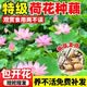 呆果丁荷花种藕苗盆栽观赏四季好养花卉水生植物藕种根碗莲睡莲水养莲花 精品荷花苗3棵装【混搭盲盒】送肥