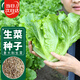 寿禾意大利生菜种子苗青菜春夏蔬菜种籽 潍育意大利全年生菜王种子10g
