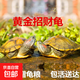 巴西龟大乌龟活物家养好养小型乌龟活体观赏宠物龟水龟情侣龟龟苗 【情侣两只】 5-6cm