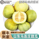 南步山东马连庄甜瓜【顺丰】莱西特产蜜宝香瓜星甜小蜜蜂甜瓜新鲜水果 3斤 精选中大果【约5-7粒】泡沫箱