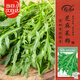 寿禾芝麻菜种子种苗香浓家庭四季种植蔬菜种籽 潍丰尖叶芝麻菜种子8g