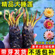 庞贸睡莲根块水培植物四季水养荷花水莲花盆栽花卉水池塘大睡莲带花苞 精品大睡莲-黄芙蓉（4棵装）+送2营养液