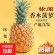 京喜加【精选大果】广东徐闻菠萝新鲜水果湛江香水菠萝树上熟爆汁大菠萝 【特大果】净重9斤 单果900g+（3-4个）