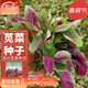 寿禾苋菜种子汉菜蔬菜四季菜籽阳台叶菜类种籽春夏播种青菜种植种子 潍丰花叶苋菜种子12g