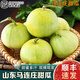 南步山东马连庄甜瓜【顺丰】蜜宝小香瓜莱西特产小蜜蜂星甜瓜新鲜水果 4.5斤 精选中大果【约7-9粒】
