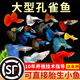 孔雀鱼观赏鱼活体金鱼热带小型淡水马凤尾鱼好养耐活易繁殖斑鱼苗 （发顺丰）24条大号可繁殖精品孔雀鱼2-3cm