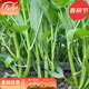 寿禾 三叉空心菜种子菜春夏季蔬菜青菜菜籽种籽 三叉枪空心菜种子20g