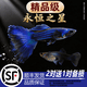 孔雀鱼观赏鱼活体金鱼热带小型淡水马凤尾鱼好养耐活易繁殖斑鱼苗 莫斯科蓝繁殖组3对（发顺丰）3cm左右