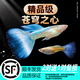 孔雀鱼观赏鱼活体金鱼热带小型淡水马凤尾鱼好养耐活易繁殖斑鱼苗 天空蓝繁殖组3对（发顺丰）3cm左右