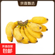 广西小米蕉当季水果小鸡米蕉新鲜自然熟香蕉放熟吃兰和 2斤装