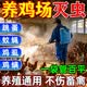 卫将跳蚤药大面积专杀灭杀养殖场专用杀虫剂鸡虱子螨虫跳蚤苍蝇特效药 3袋【百平再无虫】