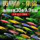 宠小侠七彩斑马鱼观赏鱼小型淡水好养热带鱼活体红绿灯金鱼小孔雀鱼鱼苗 混色斑马25送5备损 1-3cm