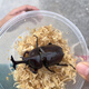 现货独角仙成虫活体甲虫易饲养新手宠物5-8cm公虫母虫活体包活丶 【独角仙成虫】4-5厘米公虫