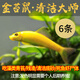 金苔鼠热带观赏鱼清道夫鼠鱼鱼缸除藻鱼清洁鱼活体工具鱼吃垃圾鱼 金苔鼠6条 4-5cm(4条送2备损)