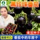 农点赞黑珍珠西红柿种子红黑番茄籽种圣女果黑布林西红柿种籽四季蔬菜籽 黑珍珠西红柿种子2袋