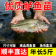 【顺丰直达】 正宗鲈鱼苗活体加州鲈鱼苗淡水养殖优选大口黑鲈鱼苗路亚凶猛鱼大规格 正宗鲈鱼苗7-9公分10条【送10%防路损】