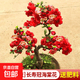 海棠花盆栽树苗老桩四季开花卉植物室内花庭院阳台名贵绿植好养活 (6年老桩)长寿冠海棠花+肥料