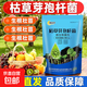 枯草芽孢菌杆菌微生物菌剂改善土壤农用助增收正品菌种有机肥 枯草芽孢杆菌500克*2袋