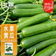 北蔬 水果小黄瓜种子苗绿心强雌春季蔬菜种籽 荷兰水果黄瓜种子100粒