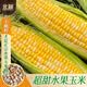 北蔬 水果玉米种子苗甜脆苞米籽 [种子干瘪]双色甜玉米种子25g约190粒