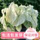 海蒂的花园彩叶芋种球球根观叶植物盆栽室内办公桌面植物易活好养绿植盆栽 彩叶芋球根白色恋人【直径2-3cm】【种球】